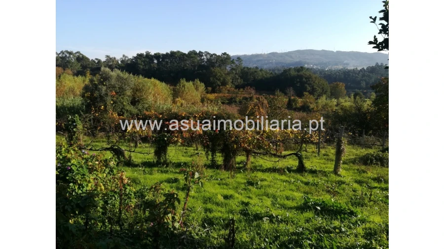 Terreno para Venda em Ferreiros, Prozelo e Besteiros Foto 4
