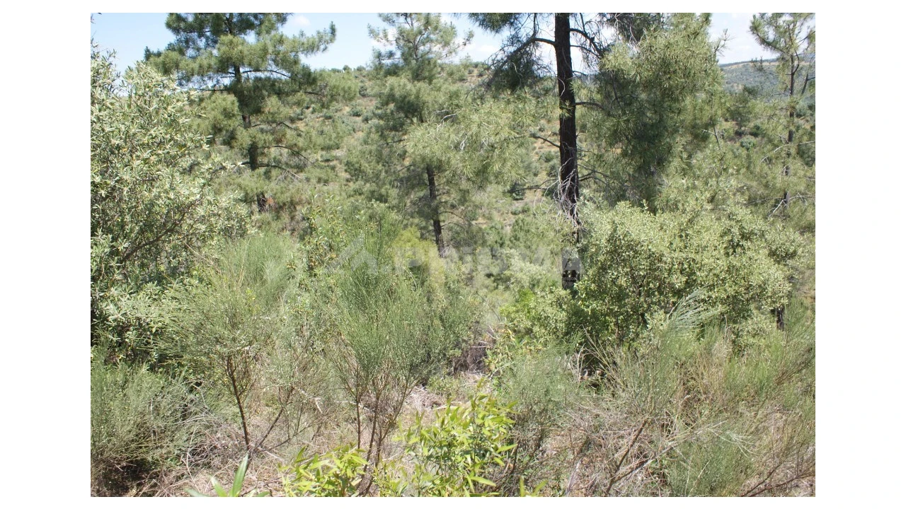 Terreno para Venda em Escalos de Baixo e Mata Foto 23