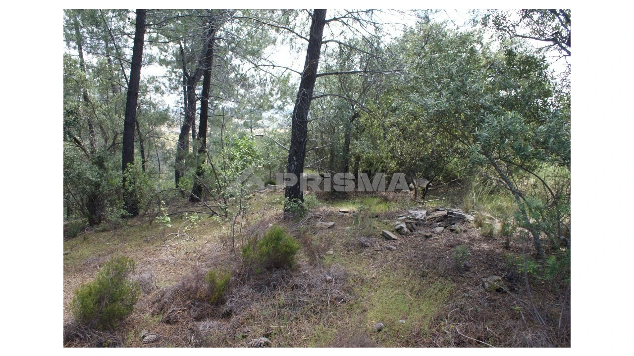 Terreno para Venda em Escalos de Baixo e Mata Foto 6