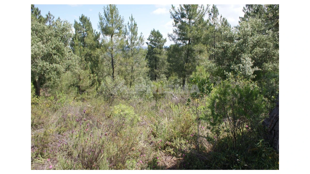 Terreno para Venda em Escalos de Baixo e Mata Foto 3