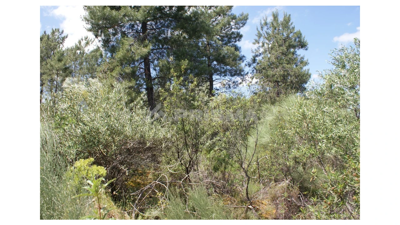 Terreno para Venda em Escalos de Baixo e Mata Foto 24