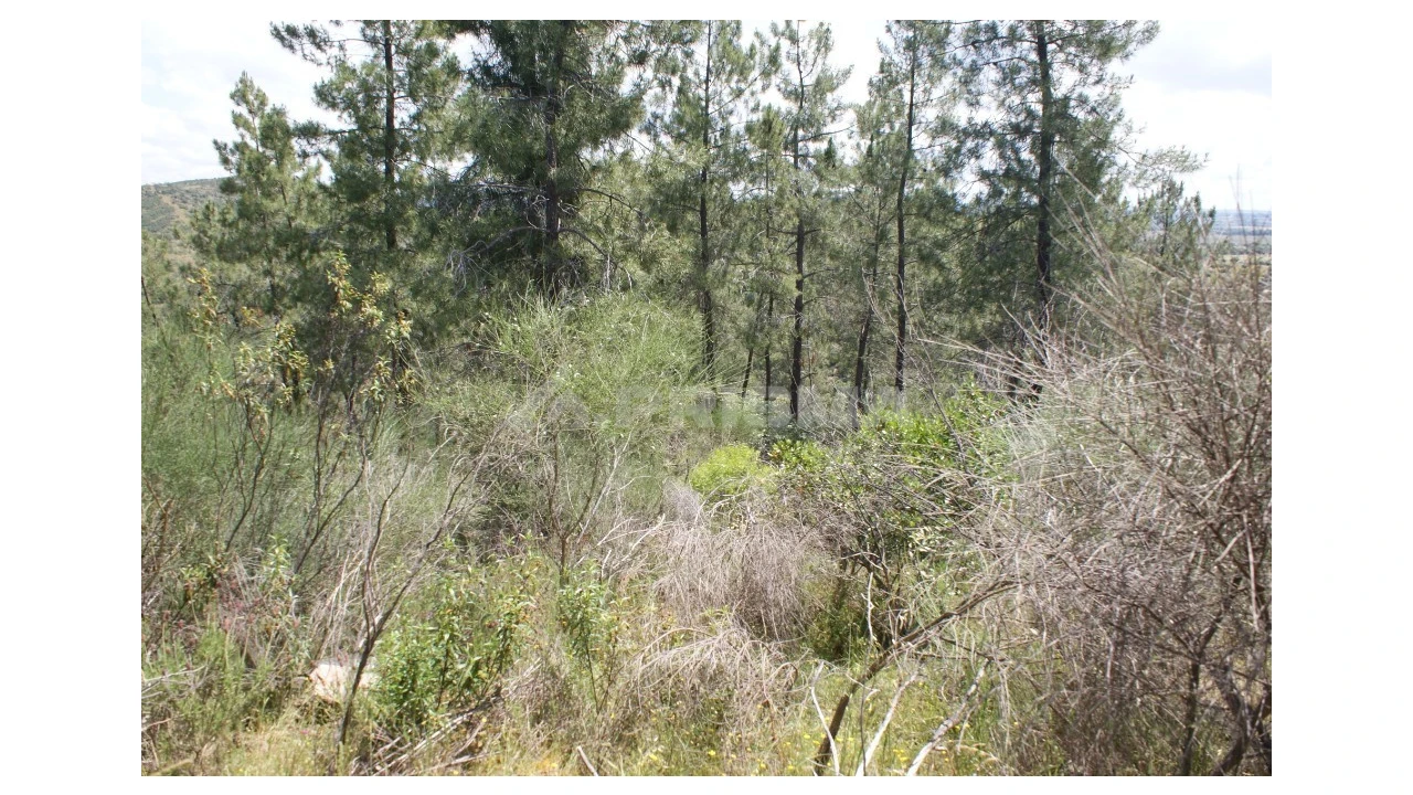 Terreno para Venda em Escalos de Baixo e Mata Foto 19