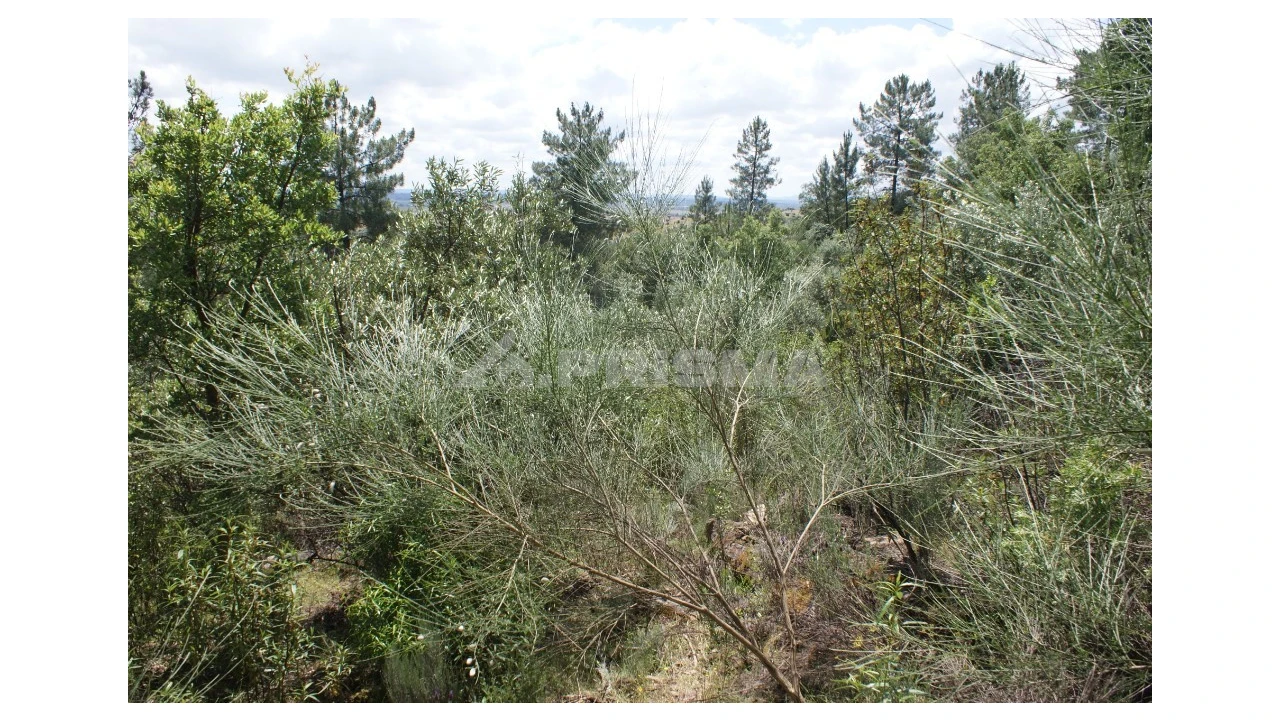Terreno para Venda em Escalos de Baixo e Mata Foto 20