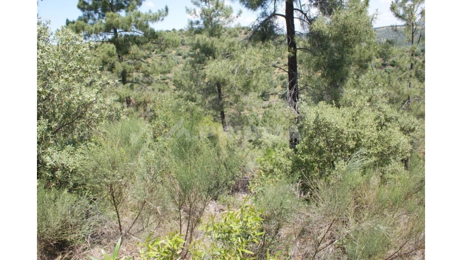 Terreno para Venda em Escalos de Baixo e Mata Foto 23