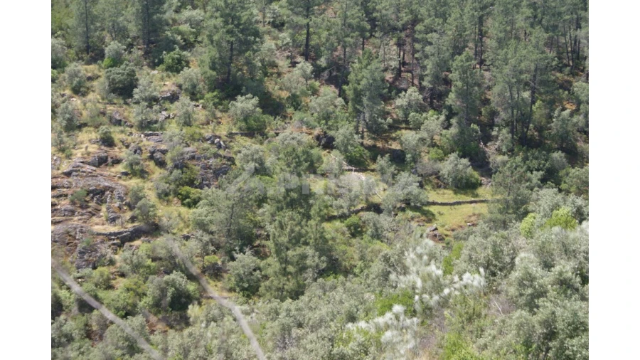 Terreno para Venda em Escalos de Baixo e Mata Foto 29