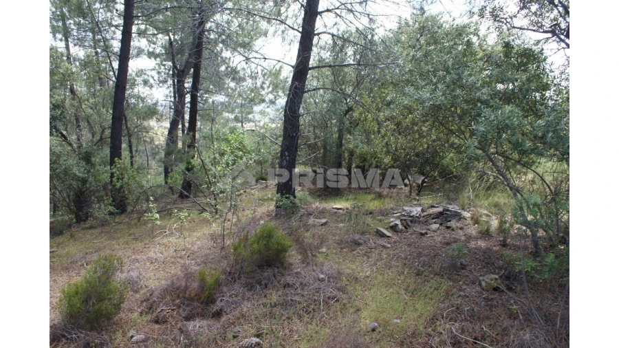 Terreno para Venda em Escalos de Baixo e Mata Foto 6