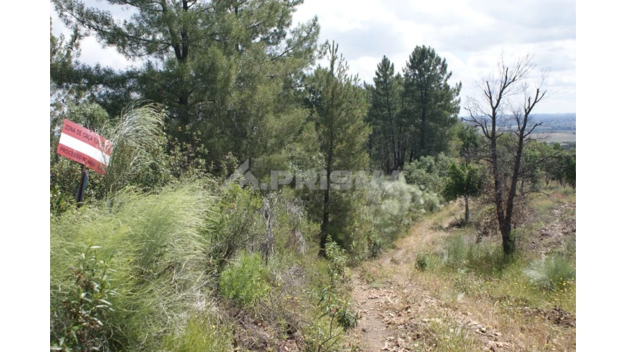 Terreno para Venda em Escalos de Baixo e Mata