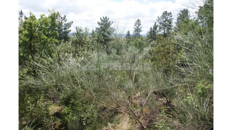 Terreno para Venda em Escalos de Baixo e Mata Foto 20