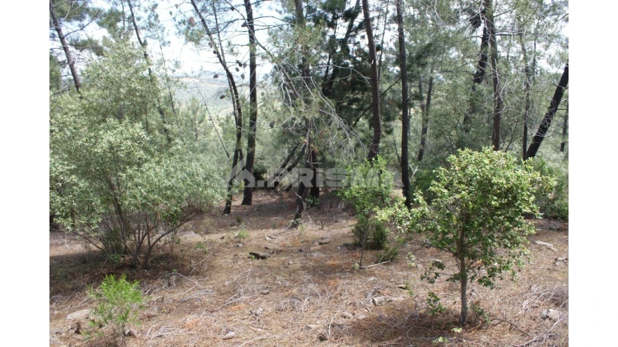 Terreno para Venda em Escalos de Baixo e Mata Foto 8