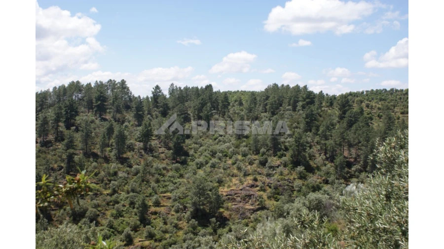 Terreno para Venda em Escalos de Baixo e Mata Foto 28