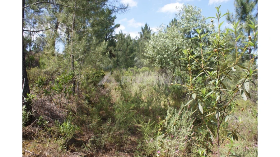 Terreno para Venda em Escalos de Baixo e Mata Foto 10