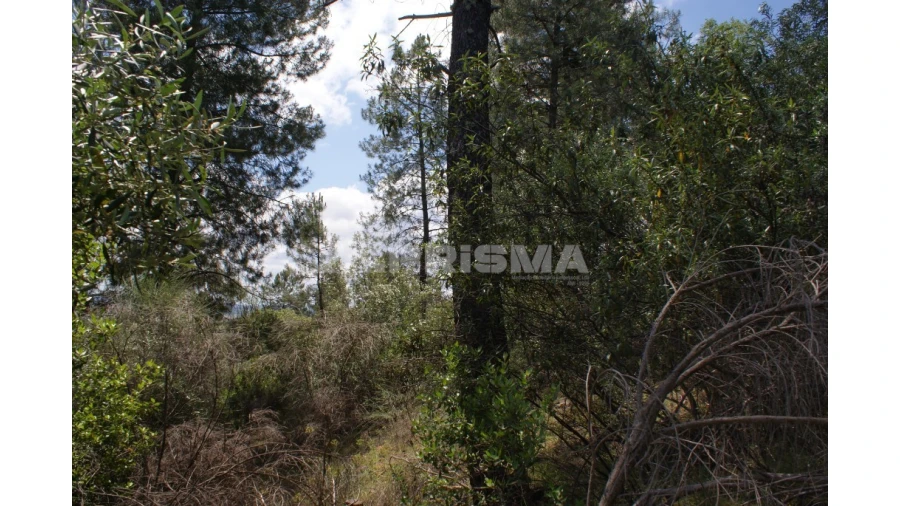 Terreno para Venda em Escalos de Baixo e Mata Foto 17
