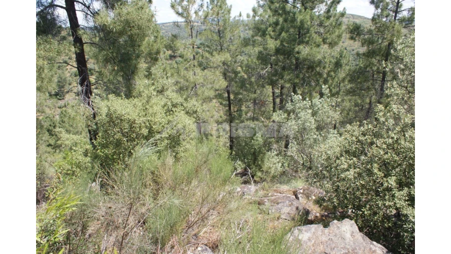 Terreno para Venda em Escalos de Baixo e Mata Foto 22