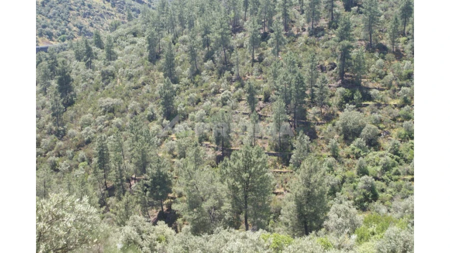 Terreno para Venda em Escalos de Baixo e Mata Foto 27