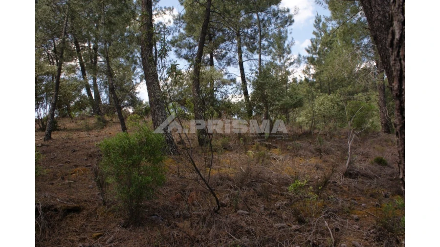 Terreno para Venda em Escalos de Baixo e Mata Foto 9