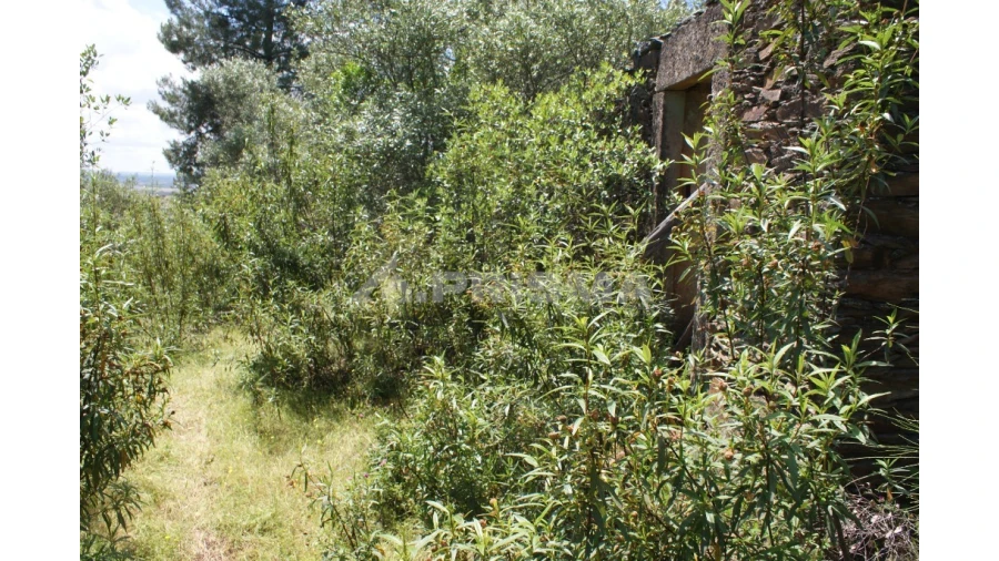 Terreno para Venda em Escalos de Baixo e Mata Foto 13