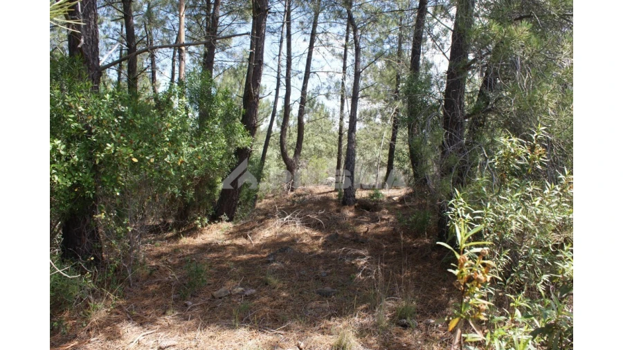 Terreno para Venda em Escalos de Baixo e Mata Foto 4