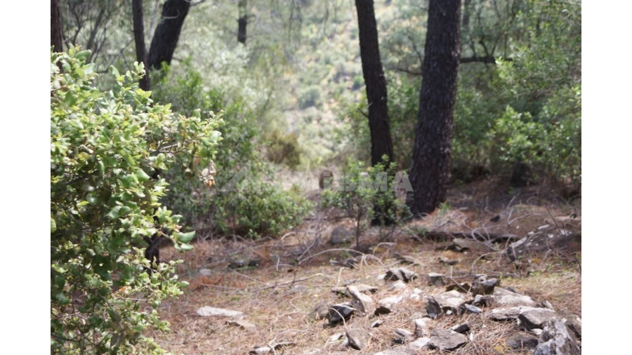 Terreno para Venda em Escalos de Baixo e Mata Foto 7