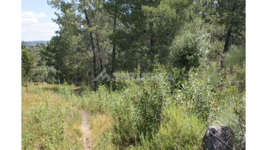 Terreno para Venda em Escalos de Baixo e Mata Foto 2