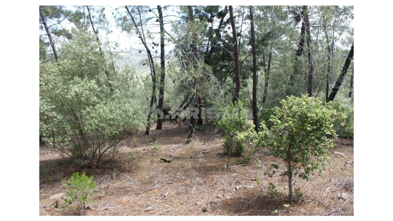 Terreno para Venda em Escalos de Baixo e Mata Foto 8