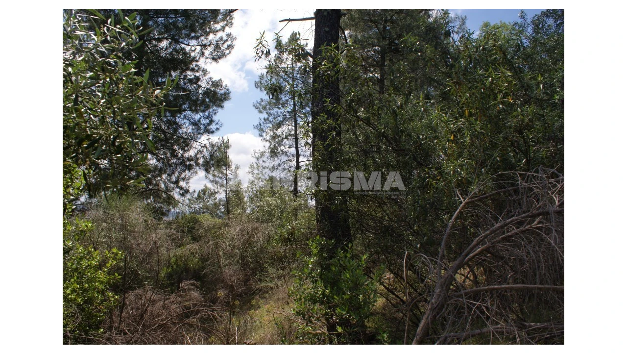 Terreno para Venda em Escalos de Baixo e Mata Foto 17