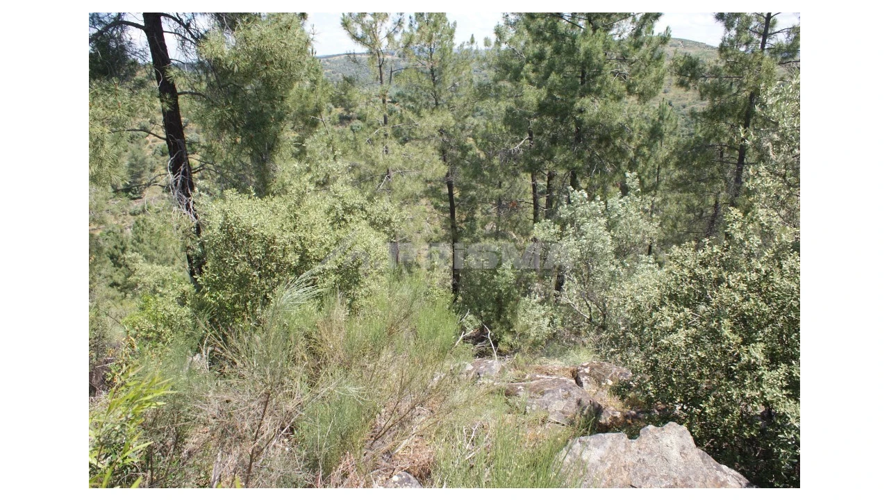 Terreno para Venda em Escalos de Baixo e Mata Foto 22