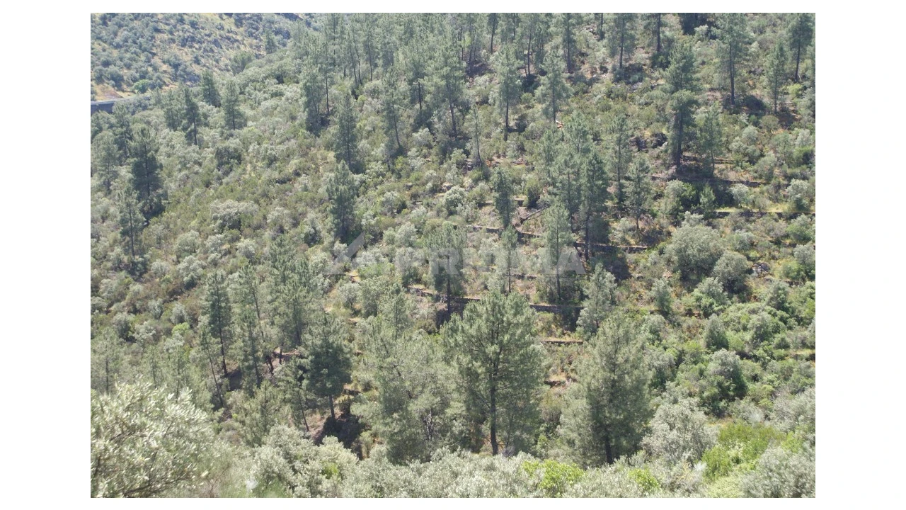 Terreno para Venda em Escalos de Baixo e Mata Foto 27