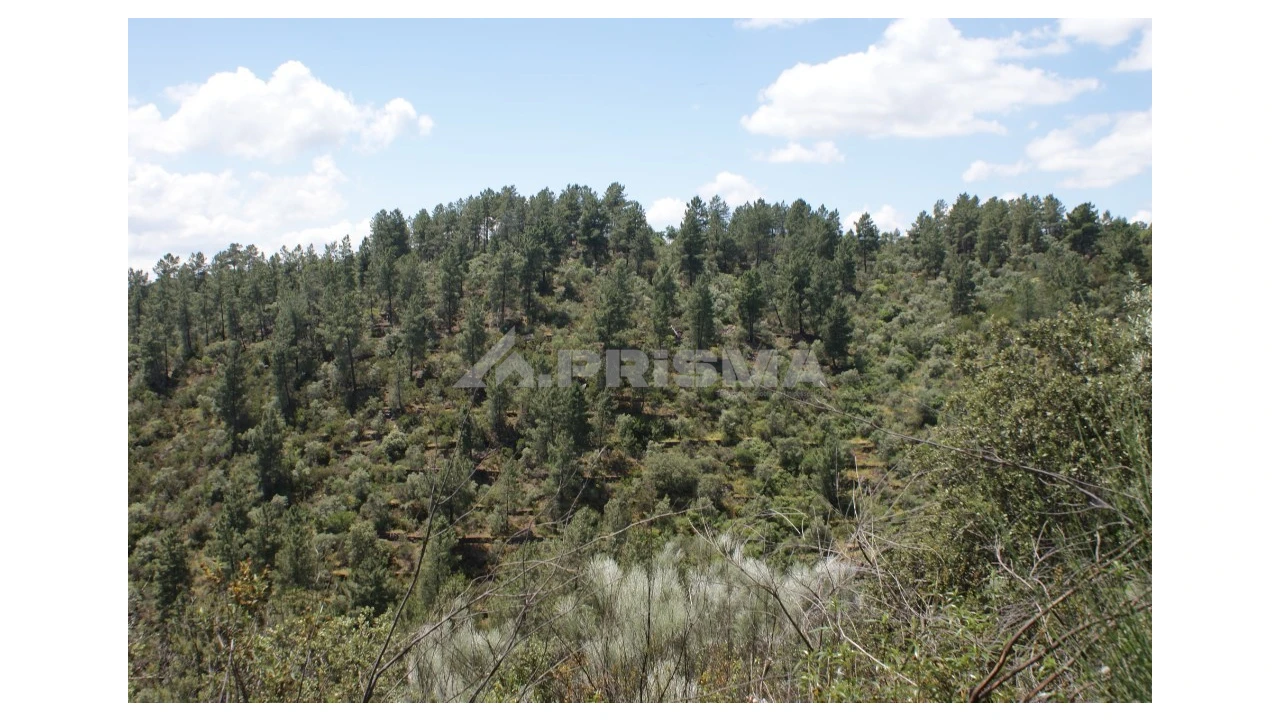 Terreno para Venda em Escalos de Baixo e Mata Foto 30