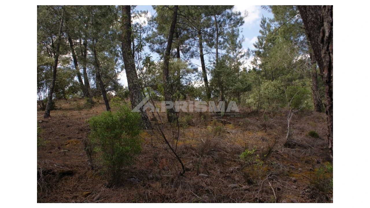 Terreno para Venda em Escalos de Baixo e Mata Foto 9