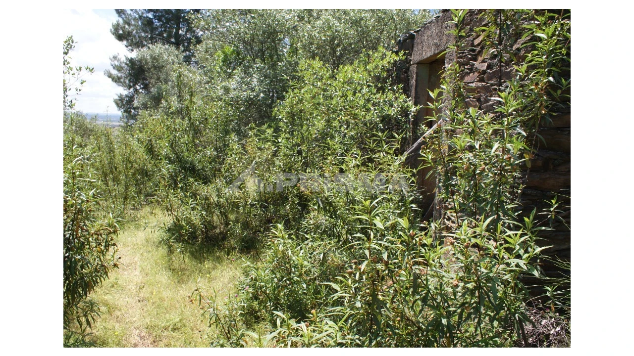 Terreno para Venda em Escalos de Baixo e Mata Foto 13