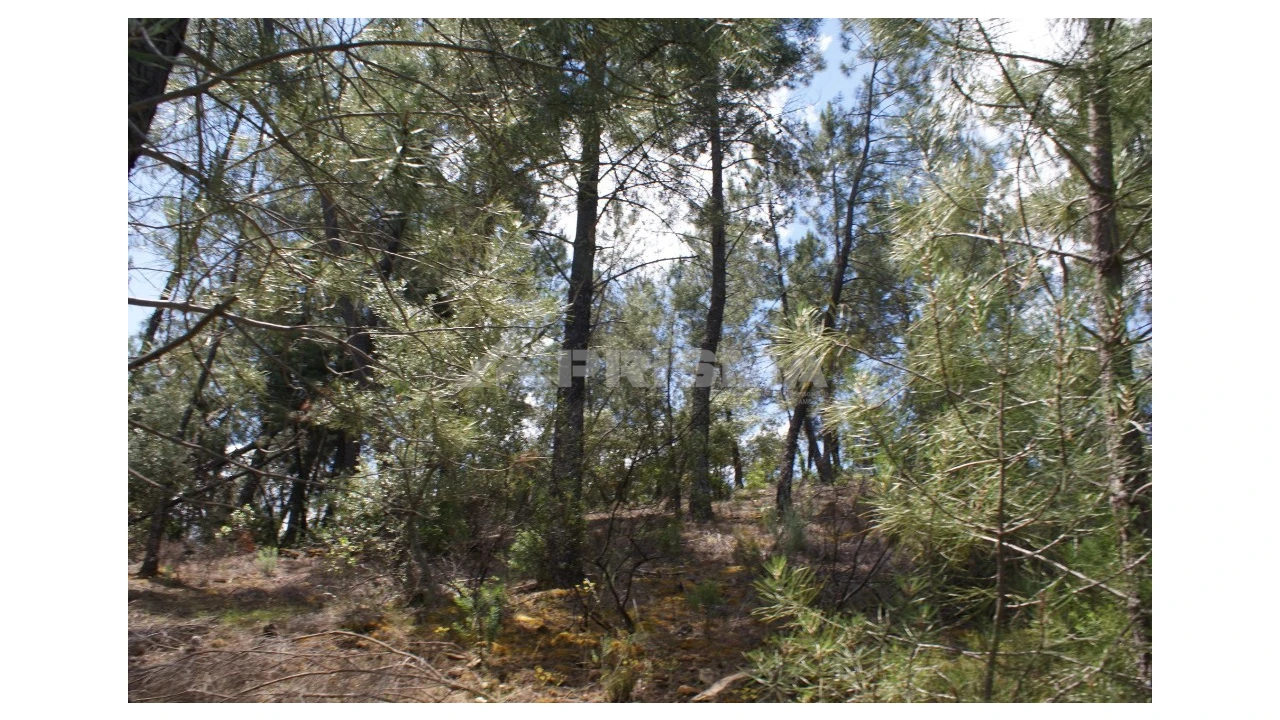 Terreno para Venda em Escalos de Baixo e Mata Foto 25
