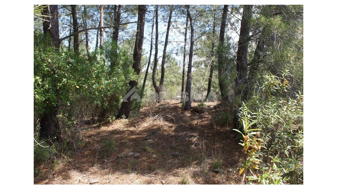 Terreno para Venda em Escalos de Baixo e Mata Foto 4