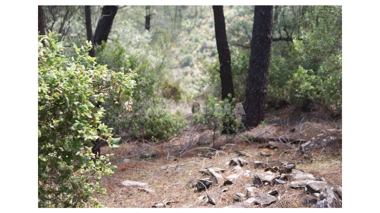 Terreno para Venda em Escalos de Baixo e Mata Foto 7