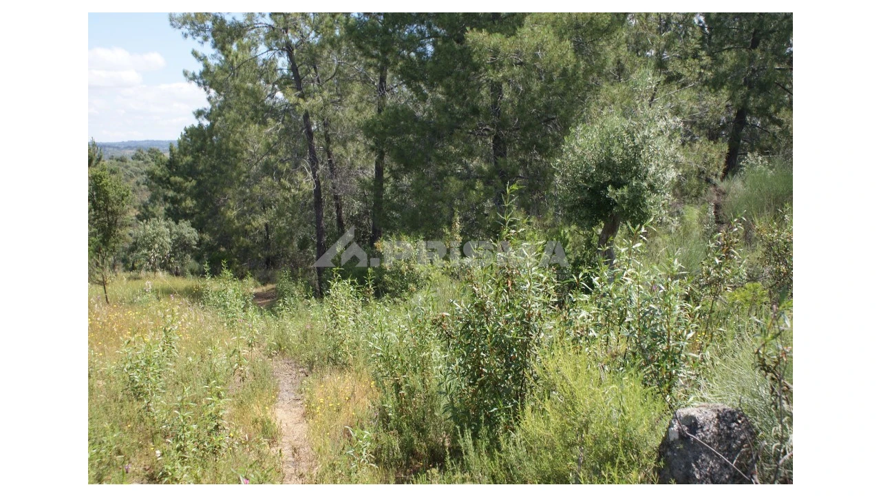 Terreno para Venda em Escalos de Baixo e Mata Foto 2