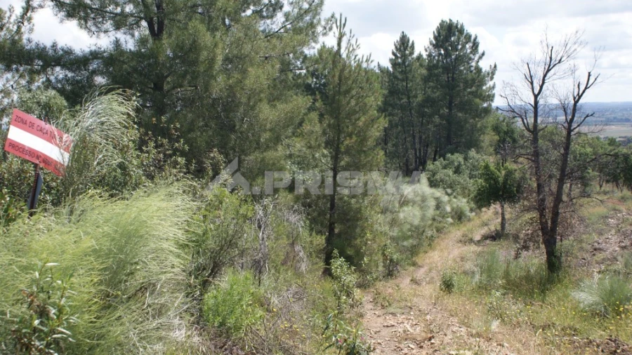 Terreno para Venda em Escalos de Baixo e Mata