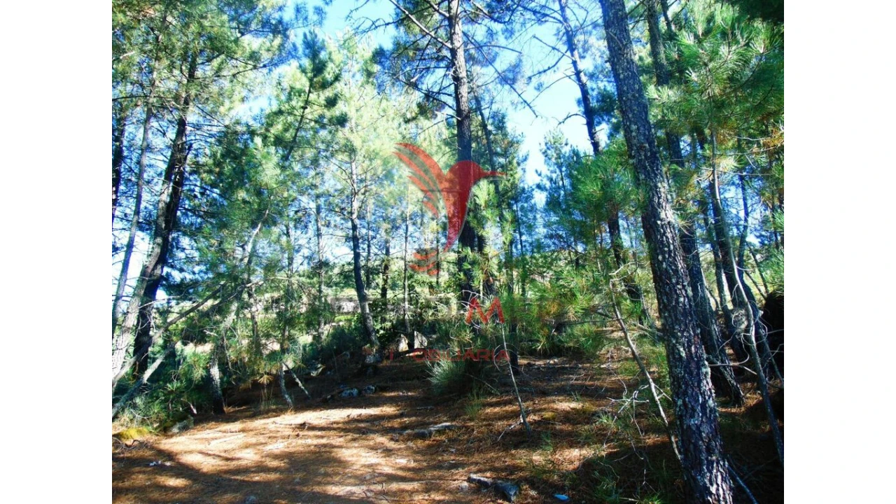 Terreno para Venda em Vilar de Maçada Foto 18