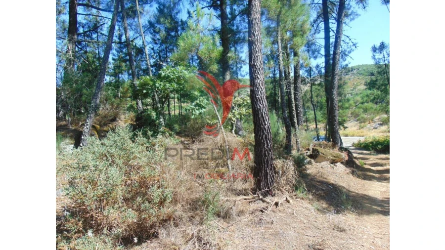 Terreno para Venda em Vilar de Maçada Foto 17