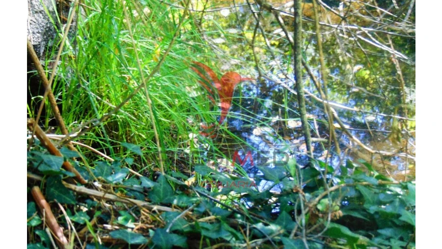 Terreno para Venda em Vilar de Maçada Foto 5