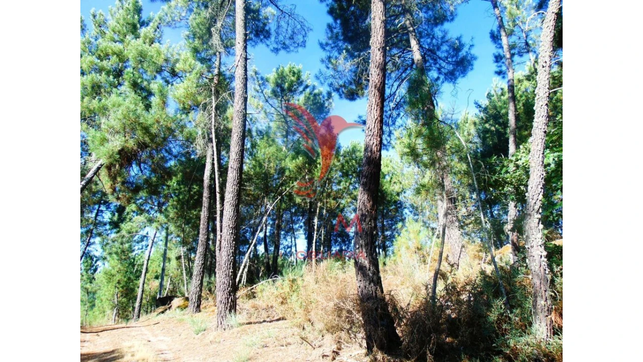 Terreno para Venda em Vilar de Maçada Foto 1