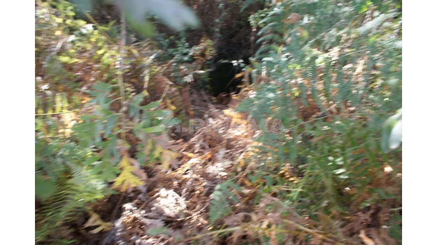 Terreno para Venda em Pero Viseu Foto 16