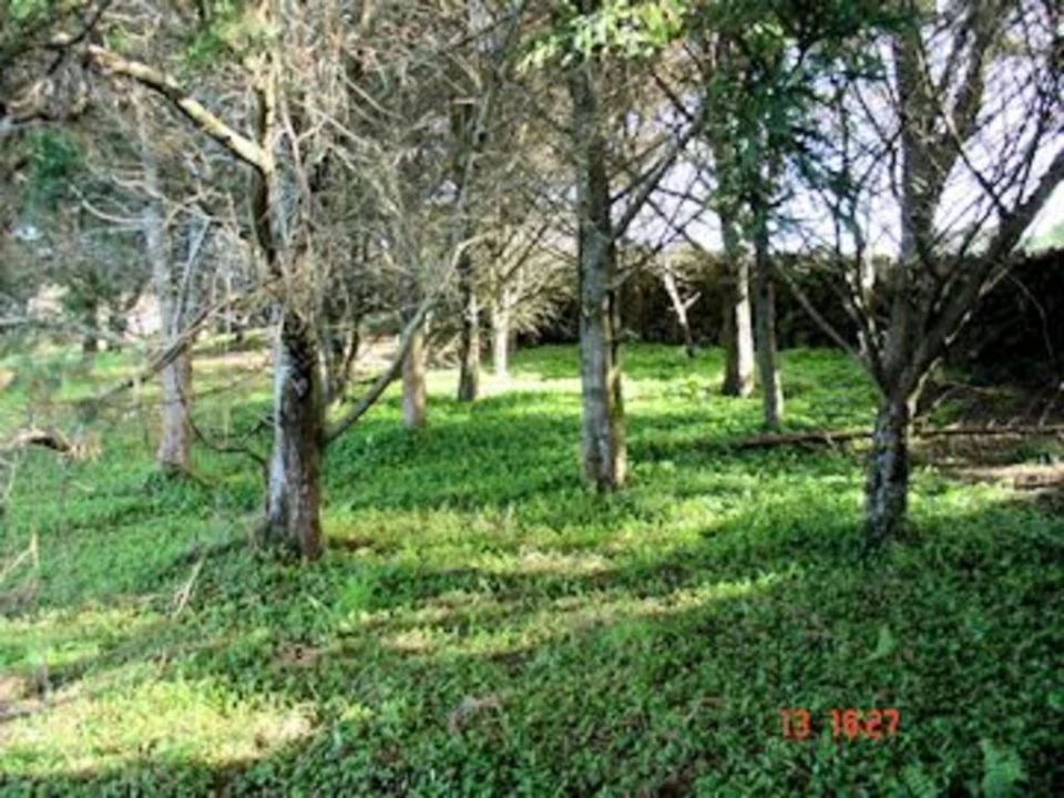 Terreno para Venda em Lagoa (Nossa Senhora do Rosario) Foto 4