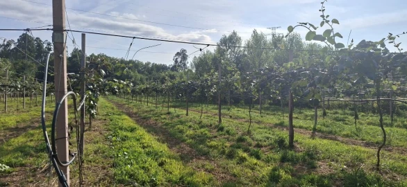 Quinta para Venda em Fiscal