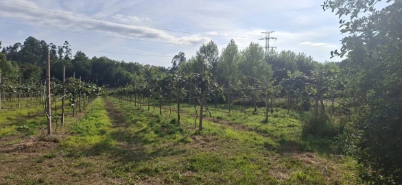 Quinta para Venda em Fiscal
