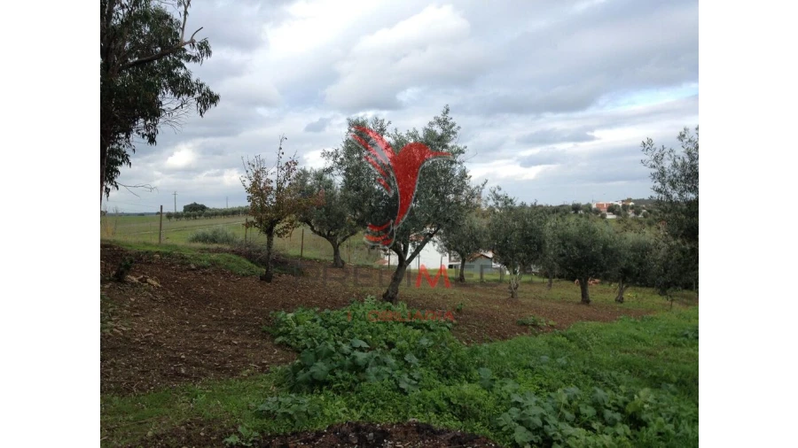 Quinta T2 para Venda em Avis Foto 4