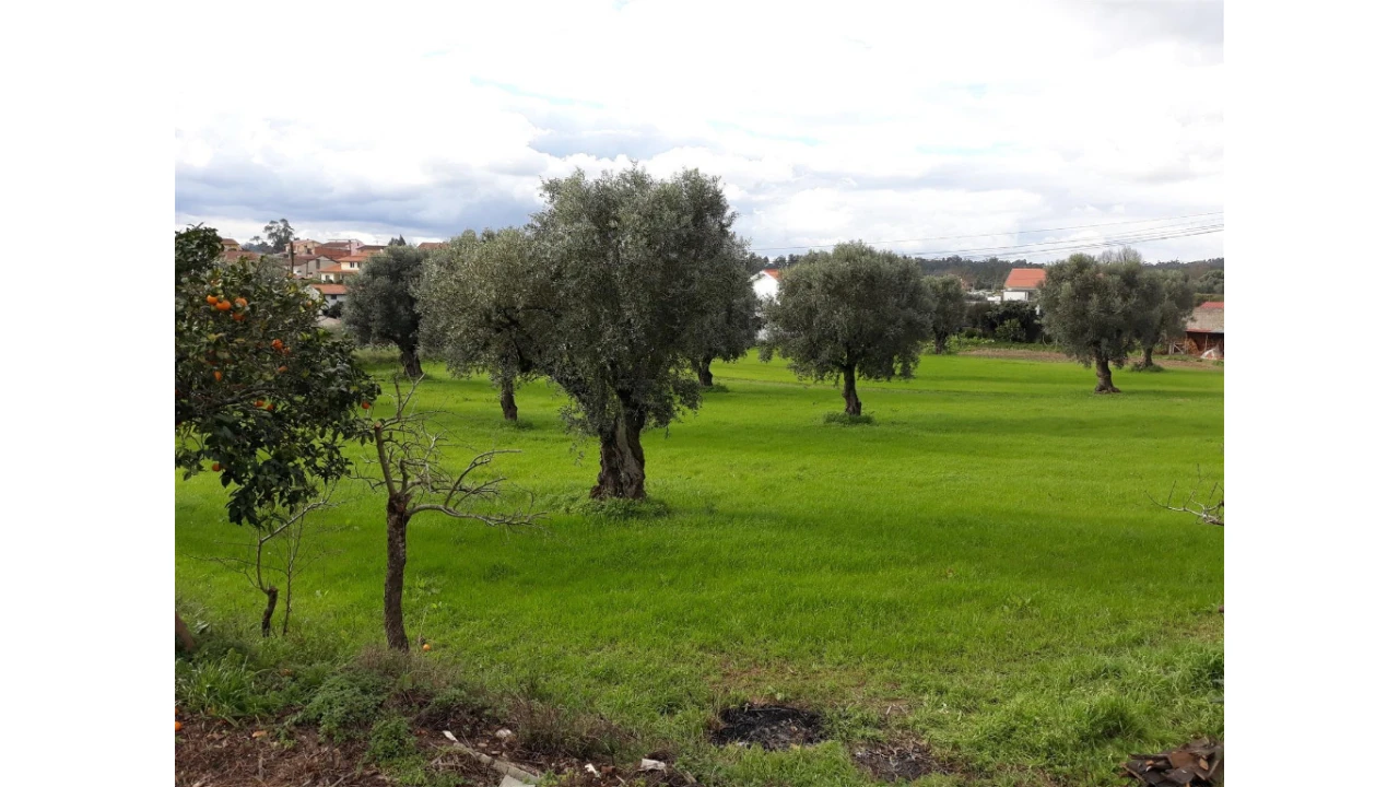 Terreno para Venda em São João do Campo Foto 2