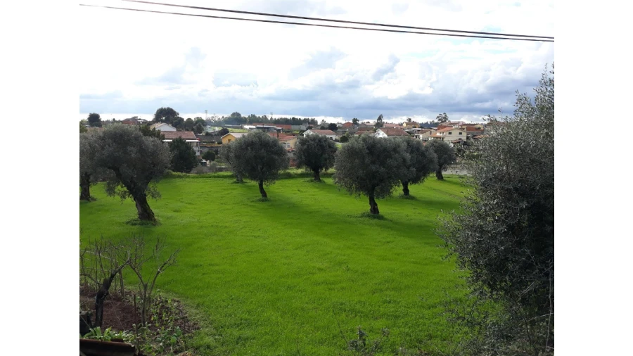Terreno para Venda em São João do Campo Foto 4