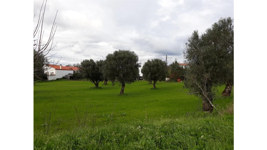 Terreno para Venda em São João do Campo Foto 3