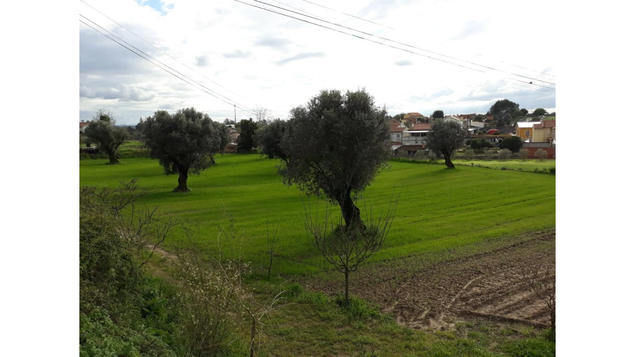 Terreno para Venda em São João do Campo Foto 5