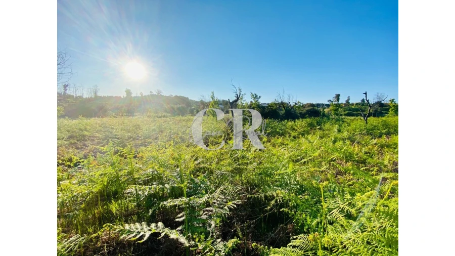 Terreno para Venda em Graça Foto 6