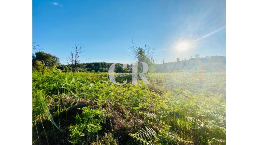 Terreno para Venda em Graça Foto 3